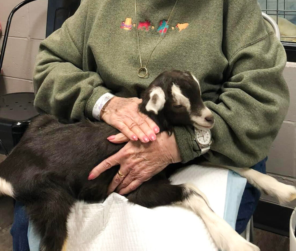 Goats being held by a senior